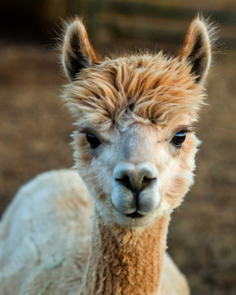 Picture of ALPACA PORTRAIT V