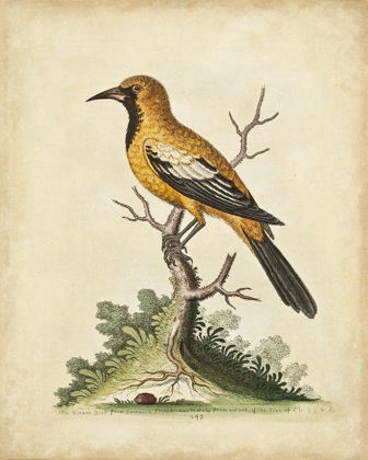 Picture of UA CH EDWARDS GOLD FINCH