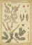 Picture of DIDEROT ANTIQUE FERNS II
