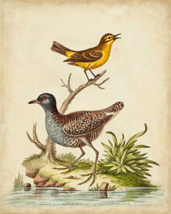 Picture of ANTIQUE BIRD MENAGERIE II