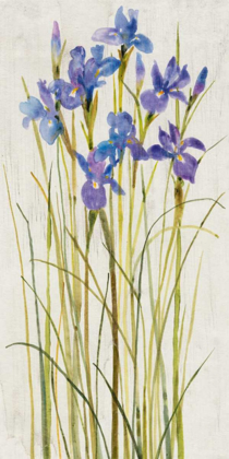 Picture of IRIS PATCH I