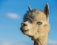 Picture of ALPACA PORTRAIT VII