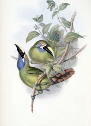 Picture of BLUE-THROATED GROOVE-BILL - TOUCAN