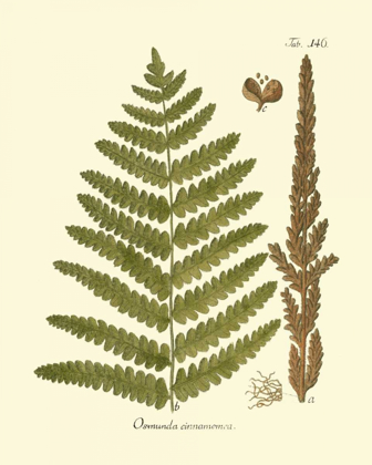 Picture of ANTIQUE FERN VI