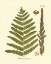 Picture of ANTIQUE FERN VI
