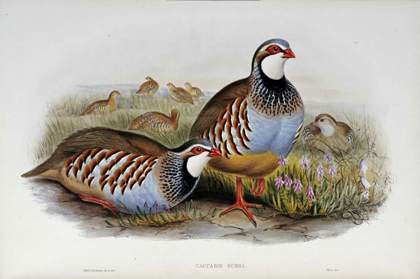 Picture of RED LEGGED PARTRIDGES