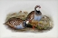 Picture of RED LEGGED PARTRIDGES