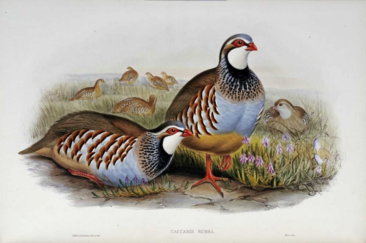Picture of RED LEGGED PARTRIDGES