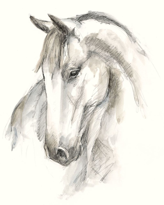 Picture of WATERCOLOR EQUINE STUDY II