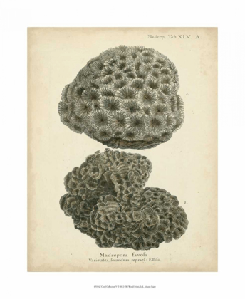 Picture of CORAL COLLECTION V