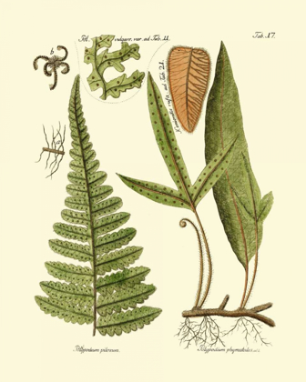 Picture of ANTIQUE FERN IV