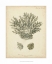 Picture of CORAL COLLECTION VII