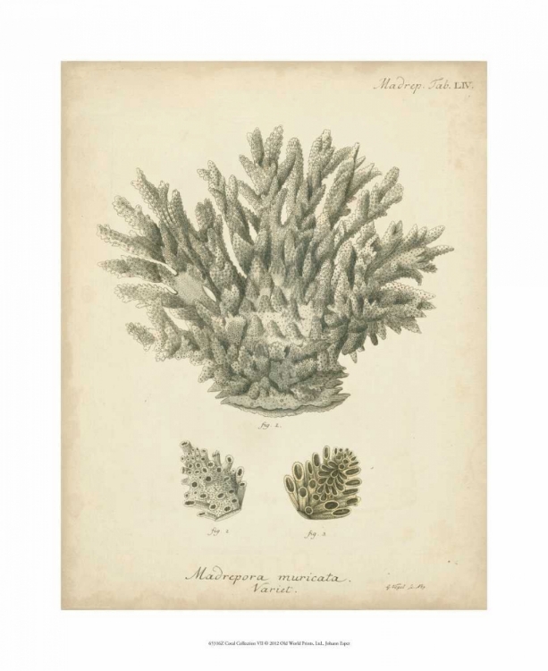 Picture of CORAL COLLECTION VII