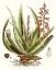 Picture of ANTIQUE ALOE I