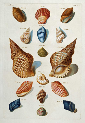 Picture of A SELECTION OF SEASHELLS