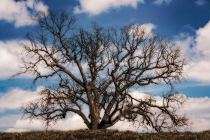 Picture of GRAND OAK TREE III