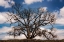 Picture of GRAND OAK TREE III