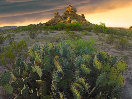 Picture of OPUNTIA AND HOODOOS, BIG BEND NATIONAL PARK, CHIHUAHUAN DESERT, TEXAS