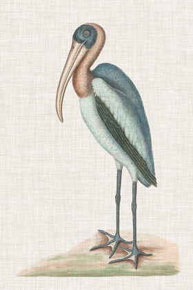 Picture of CATESBY HERON IV