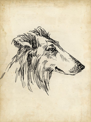 Picture of BREED STUDIES XII