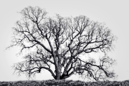 Picture of GRAND OAK TREE I