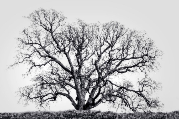 Picture of GRAND OAK TREE I