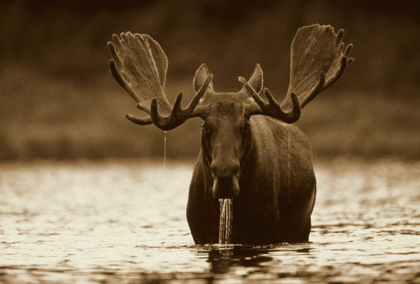 Picture of MOOSE MALE RAISING ITS HEAD WHILE FEEDING ON THE BOTTOM OF A LAKE, NORTH AMERICA