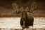 Picture of MOOSE MALE RAISING ITS HEAD WHILE FEEDING ON THE BOTTOM OF A LAKE, NORTH AMERICA