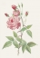 Picture of ROSA INDICA VULGARIS