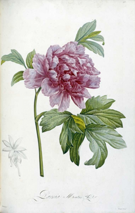 Picture of ENGRAVING OF A PEONY