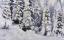 Picture of WINTER TALE