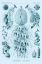 Picture of HAECKEL NATURE ILLUSTRATIONS: SIPHONEAE HYDROZOA - BLUE-GREEN TINT