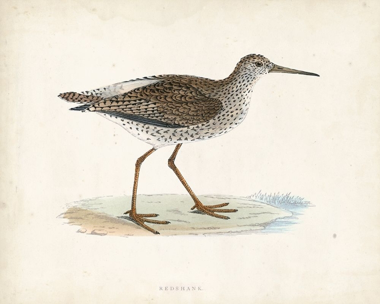 Picture of MORRIS SANDPIPER V