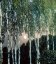 Picture of BIRCH TREES