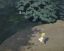 Picture of THE BALL (CORNER OF THE PARK, CHILD PLAYING WITH BALL)