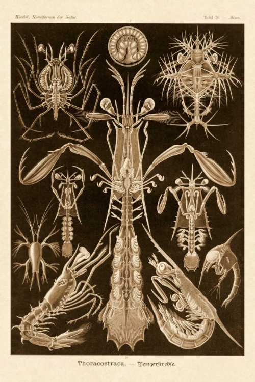 Picture of HAECKEL NATURE ILLUSTRATIONS: THORACOSTRACA, CRUSTACEANS - SEPIA TINT