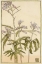 Picture of PINK FLOWERS WITH SPIKY GREEN LEAVES