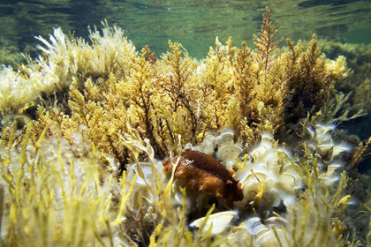 Picture of UNDER-WATER-JUNGIA-AURANTIACA