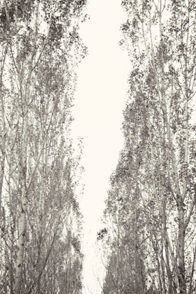 Picture of TREES III