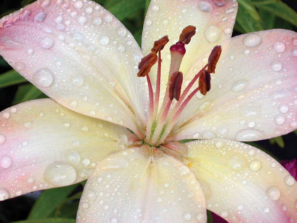 Picture of FLOWER AFTER RAIN I