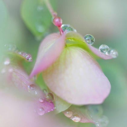 Picture of DEW COVERED OREGANO II