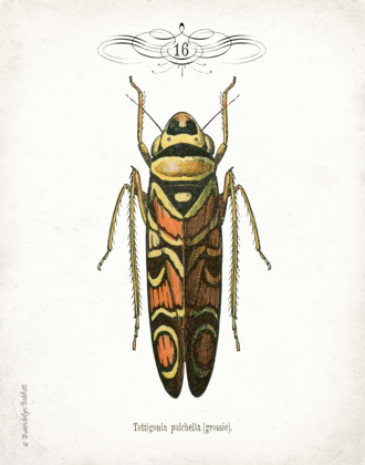 Picture of BEETLE III