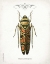 Picture of BEETLE III