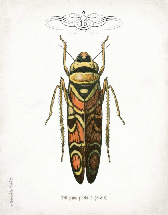 Picture of BEETLE III