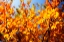 Picture of AUTUMN IMPRESSIONS V