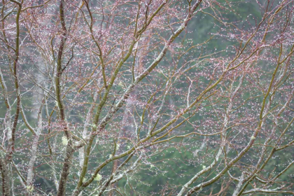 Picture of SPARKLING RAINDROPS I