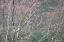 Picture of SPARKLING RAINDROPS I