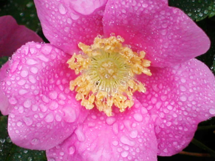 Picture of FLOWER AFTER RAIN II