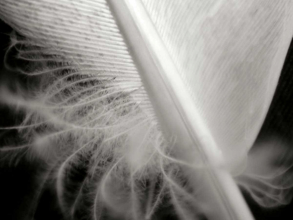 Picture of FEATHER I