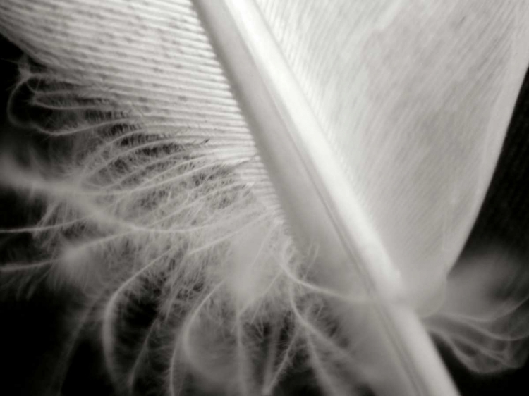 Picture of FEATHER I